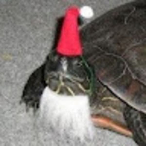 Meet your Posher, Isabella